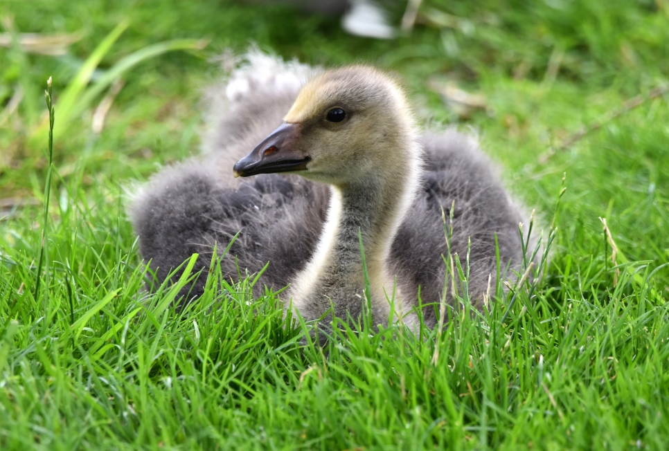 Greenland white-fronted goslings hatch at WWT Martin Mere